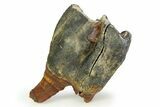Fossil Woolly Rhino (Coelodonta) Tooth - Siberia #350944-1